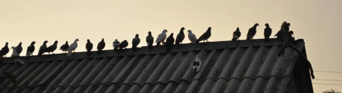 Problemas de Pombos no Telhado  24 HORAS